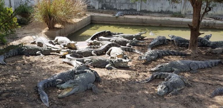 Thai farmer forced to kill more than 100 endangered crocodiles after a typhoon damaged their enclosure