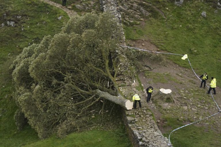 Sycamore Gap: Two men convicted of felling one of UK’s most famous trees