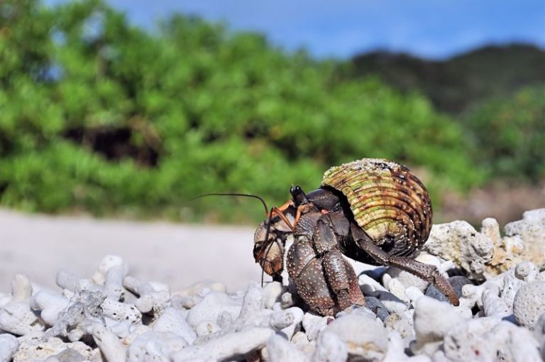 Three Chinese nationals arrested in Japan after thousands of protected hermit crabs found smuggled in suitcases
