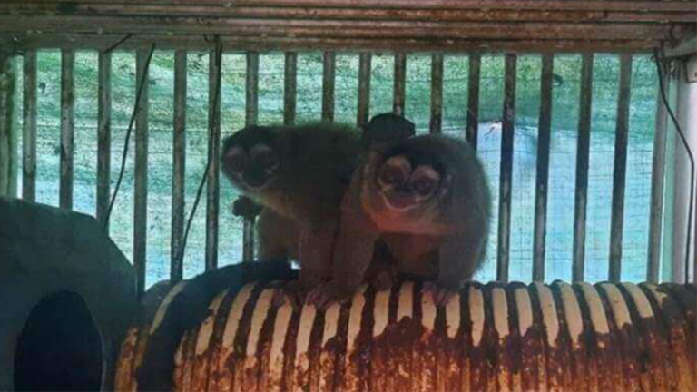 PETA applauds GOP lawmakers’ demand to halt NIH funding for ‘cruel’ overseas animal testing